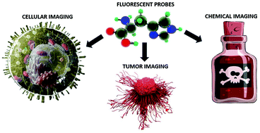 Graphical abstract: Optically superior fluorescent probes for selective imaging of cells, tumors, and reactive chemical species
