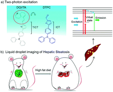 Graphical abstract: Observing hepatic steatosis with a commercially viable two-photon fluorogenic probe