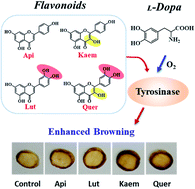 Graphical abstract: Promotion effects of flavonoids on browning induced by enzymatic oxidation of tyrosinase: structure–activity relationship