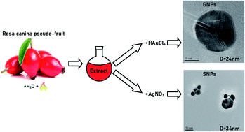 Graphical abstract: One-pot green synthesis of gold and silver nanoparticles using Rosa canina L. extract
