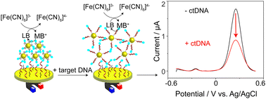 Graphical abstract: Rapid and ultrasensitive electrochemical detection of circulating tumor DNA by hybridization on the network of gold-coated magnetic nanoparticles