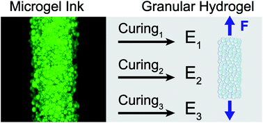 Graphical abstract: Mechanical reinforcement of granular hydrogels