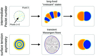 Graphical abstract: Phase separation dynamics in deformable droplets