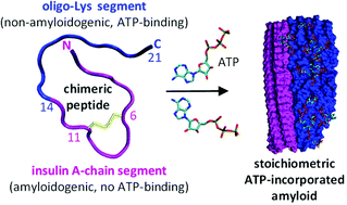 Graphical abstract: Selective and stoichiometric incorporation of ATP by self-assembling amyloid fibrils