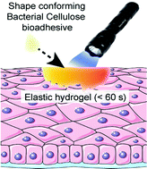 Graphical abstract: Fibrillated bacterial cellulose liquid carbene bioadhesives for mimicking and bonding oral cavity surfaces