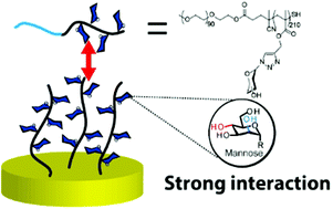 Graphical abstract: A QCM study of strong carbohydrate–carbohydrate interactions of glycopolymers carrying mannosides on substrates