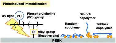 Graphical abstract: Photoinduced immobilization of 2-methacryloyloxyethyl phosphorylcholine polymers with different molecular architectures on a poly(ether ether ketone) surface