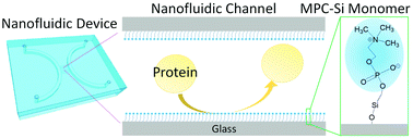Graphical abstract: A biomimetic anti-biofouling coating in nanofluidic channels