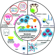 Graphical abstract: Recent progress and perspectives in applications of 2-methacryloyloxyethyl phosphorylcholine polymers in biodevices at small scales