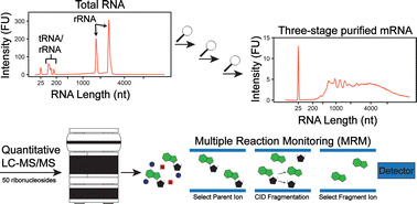 Graphical abstract: Methylated guanosine and uridine modifications in S. cerevisiae mRNAs modulate translation elongation