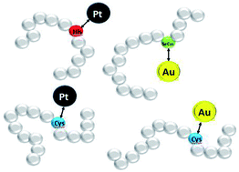 Graphical abstract: Mass spectrometry insights into interactions of selenoprotein P with auranofin and cisplatin