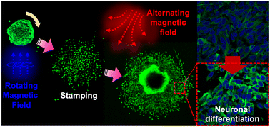 Graphical abstract: Multi-target cell therapy using a magnetoelectric microscale biorobot for targeted delivery and selective differentiation of SH-SY5Y cells via magnetically driven cell stamping