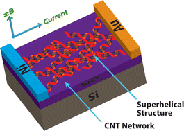 Graphical abstract: Transverse magnetoconductance in two-terminal chiral spin-selective devices