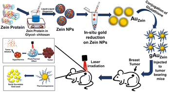 Graphical abstract: Synthesis and degradation mechanism of renally excretable gold core–shell nanoparticles for combined photothermal and photodynamic therapy