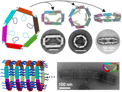 Graphical abstract: DNA origami tubes with reconfigurable cross-sections