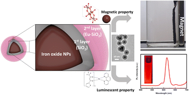 Graphical abstract: Design of Eu(TTA)3phen-incorporated SiO2-coated transition metal oxide nanoparticles for efficient luminescence and magnetic performance