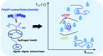 Graphical abstract: Poly(N-cyanoethylacrylamide), a new thermoresponsive homopolymer presenting both LCST and UCST behavior in water