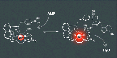 Graphical abstract: Impact of varying the phenylboronic acid position in macrocyclic Eu(iii) complexes on the recognition of adenosine monophosphate