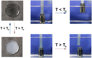 Graphical abstract: Thermoresponsive ionogels with switchable adhesion in air and aqueous environments induced by LCST phase behavior