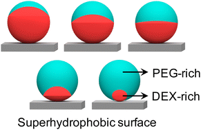 Graphical abstract: Tunable Janus geometric morphology from aqueous two-phase systems on a superhydrophobic substrate