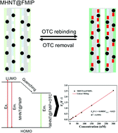 Graphical abstract: A molecularly imprinted antibiotic receptor on magnetic nanotubes for the detection and removal of environmental oxytetracycline