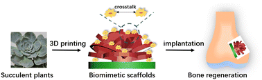 Graphical abstract: 3D-Printing of succulent plant-like scaffolds with beneficial cell microenvironments for bone regeneration