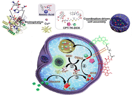 Graphical abstract: Supramolecular catalytic nanomedicines based on coordination self-assembly of amino acids for cascade-activated and -amplified synergetic cancer therapy
