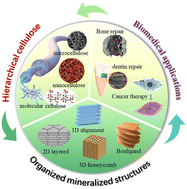 Graphical abstract: Organized mineralized cellulose nanostructures for biomedical applications