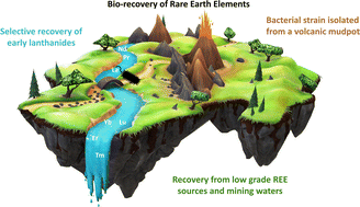 Graphical abstract: Learning from nature: recovery of rare earth elements by the extremophilic bacterium Methylacidiphilum fumariolicum