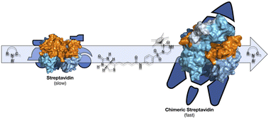 Graphical abstract: Spiers Memorial Lecture: Shielding the active site: a streptavidin superoxide-dismutase chimera as a host protein for asymmetric transfer hydrogenation