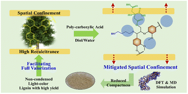 Graphical abstract: Synergizing mitigated spatial confinement and chemical stabilization of lignin facilitates full utilization of lignocellulose