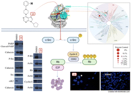 Graphical abstract: Newly synthesized 6-substituted piperazine/phenyl-9-cyclopentyl containing purine nucleobase analogs act as potent anticancer agents and induce apoptosis via inhibiting Src in hepatocellular carcinoma cells