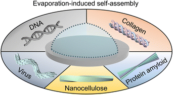 Graphical abstract: Evaporation-induced self-assembly of liquid crystal biopolymers