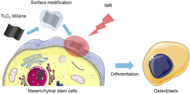 Graphical abstract: Surface-modified Ti3C2 MXene nanosheets for mesenchymal stem cell osteogenic differentiation via photothermal conversion