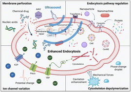 Graphical abstract: Ultrasound meets the cell membrane: for enhanced endocytosis and drug delivery