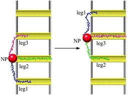Graphical abstract: Moving dynamics of a nanorobot with three DNA legs on nanopore-based tracks