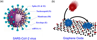 Graphical abstract: Graphene-based biosensors for detecting coronavirus: a brief review