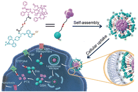 Graphical abstract: A convenient protonated strategy for constructing nanodrugs from hydrophobic drug-inhibitor conjugates to reverse tumor multidrug resistance