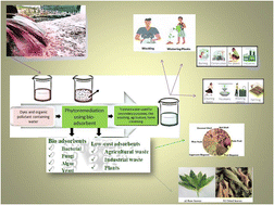 Graphical abstract: Phytoremediative adsorption methodologies to decontaminate water from dyes and organic pollutants