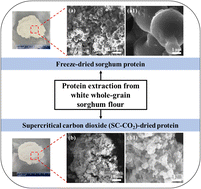 Graphical abstract: Effect of a novel drying method based on supercritical carbon dioxide on the physicochemical properties of sorghum proteins