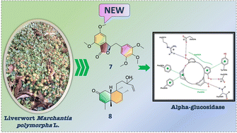 Graphical abstract: Bio-guided isolation of alpha-glucosidase inhibitory compounds from Vietnamese liverwort Marchantia polymorpha: in vitro and in silico studies