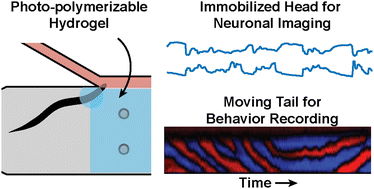 Graphical abstract: Microfluidic localized hydrogel polymerization enables simultaneous recording of neural activity and behavior in C. elegans