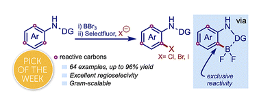 Graphical abstract: Regioselective ortho halogenation of N-aryl amides and ureas via oxidative halodeboronation: harnessing boron reactivity for efficient C–halogen bond installation