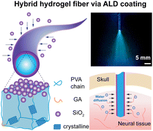 Graphical abstract: A nanoscale inorganic coating strategy for stabilizing hydrogel neural probes in vivo