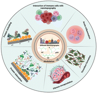 Graphical abstract: Tuning foreign body response with tailor-engineered nanoscale surface modifications: fundamentals to clinical applications