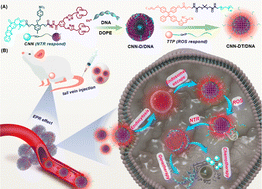 Graphical abstract: [12]aneN3-modified camptothecin and PEGylated AIEgens co-assembly into core–shell nanoparticles with ROS/NTR dual-response for enhanced cancer therapy