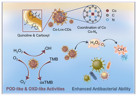 Graphical abstract: Dual enzyme-mimicking carbon dots for enhanced antibacterial activity