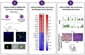Graphical abstract: Galactomannan-graft-poly(methyl methacrylate) nanoparticles induce an anti-inflammatory phenotype in human macrophages