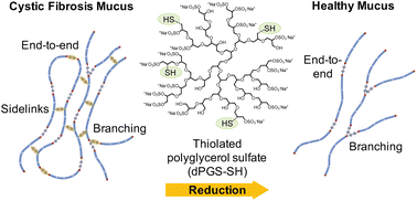 Graphical abstract: Thiolated polyglycerol sulfate as potential mucolytic for muco-obstructive lung diseases