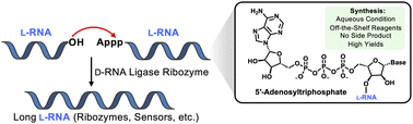 Graphical abstract: An expanded substrate scope for cross-chiral ligation enables efficient synthesis of long l-RNAs